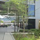 작은나무치과의원 | 생애 첫 종합건강검진 녹십자아이메드강남의원 후기