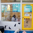 익산 고양이카페 아이캣유 이미지