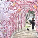 시청별관앞 꽃보라동산 이미지