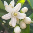 귤꽃향기 이미지