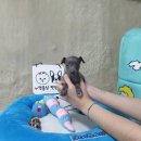 광주강아지분양 고양이분양 펫왕국 네이버블로그