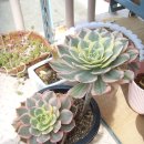 안고농장 이미지