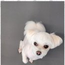 애견천국 이미지