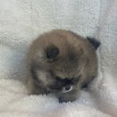 도그마루 강아지고양이 대전점 이미지