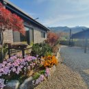 교동 연꽃마을 펜션 이미지