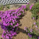 하우개힐스 이미지