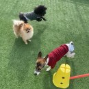 패밀리독 이미지