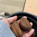 [호미닷컴][공주밤][군밤][칼집밤][맛남의광장]내돈내산 후기!!!