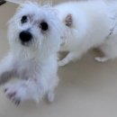 고기로45번길 | 용인 수지 애견유치원 애견호텔 헬로우버디 강아지 셔틀지원