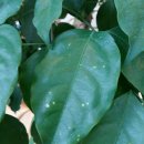 행복나무 이미지