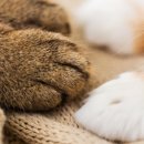 더원고양이동물병원 이미지