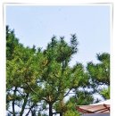 특허사무소시선