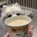 타이니펫 송파헬리오시티점 | [서울/송파 애견동반카페] 펫프렌들리매장 커피빈 송파헬리오시티점에서 두부와 퍼푸치노를 먹고왔어요...