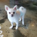 보니또펫 이미지