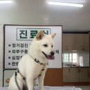 약초동물병원 이미지