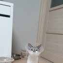 건우동물병원 네이버블로그