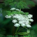 두통(頭痛, 편두통) - 편두통, 군발두통, 두정통, 뇌풍 이미지