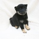 말랑말랑 이미지