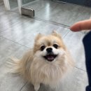 분당중앙 동물병원 이미지