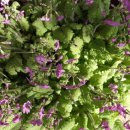 차씨네농장 이미지