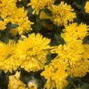 샤브쌈주머니(모현점) 이미지