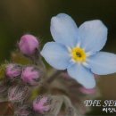 물망초forgetmenot 이미지