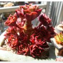 크라우스 이미지