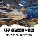 제주평화박물관(휴관) | [아이랑 제주 체험] 제주 해양동물박물관, 제주동부 아이랑 실내체험 후기 (입장료, 체험학습, 실내컨텐츠)