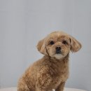 이뿌개 | 신도림 애견미용 이뿌개 말티푸 가위컷 위생미용 후기