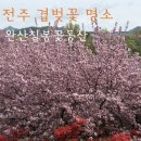 꽃동산 | 전주 완산칠봉꽃동산 겹벚꽃 후기 (26.4.18 방문)