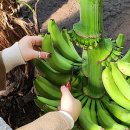 유진팜 | 겨울동백꽃명소추천 제주 아이와 가볼만한곳