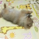 레볼루션애견 네이버블로그