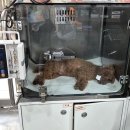 박영재 동물병원 이미지