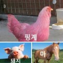 저스트비 크로스핏 이미지