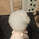 애견패션제작 | 강아지 겨울옷 맞춤제작 이누네코2025 덕배 후기