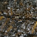 영어조합법인해맑은화진포 이미지