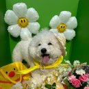 놀러오개애견유치원애견호텔 - 강남구 논현로 168 | 놀러오개애견유치원애견호텔