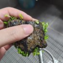 나는뽑기왕 이미지