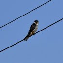 서산의 새호리기(Eurasian hobby) 이미지