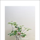 꽃순이 이미지
