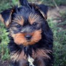 영희랑바둑이랑애견미용실 이미지