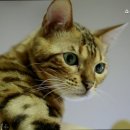 쇼독동물병원 이미지