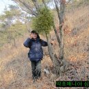 소나무 군락지 이미지
