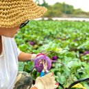 제주각시이우다 이미지