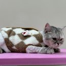 무릎 위의 고양이 무냥 이미지