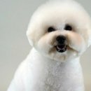 꽃단장하개 이미지