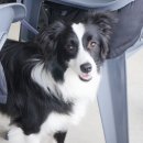 반려동물관리사 이미지