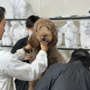 애견미용 이미지