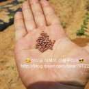 열매열무2 이미지