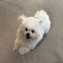 화명동 애견미용 강아지 유치원 하이그룸 이미지